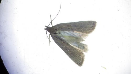 Réf. 273 606 : Helcystogramma triannulella